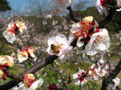 Bee on a blossom, Sōri-ike