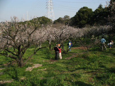 Rows of ume trees, Sōri-ike