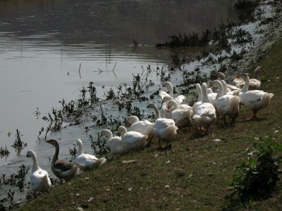 Geese beside the Răut