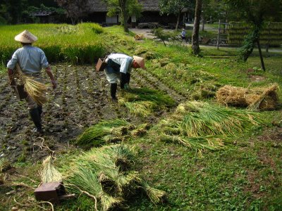 Harvesting rice in Hida Folk Village