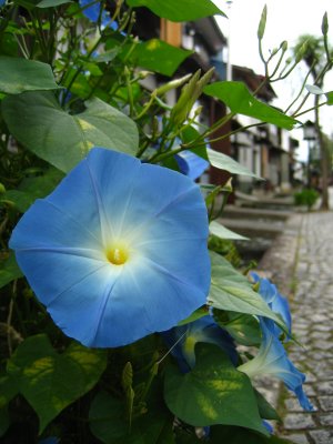 Morning glories along the canal