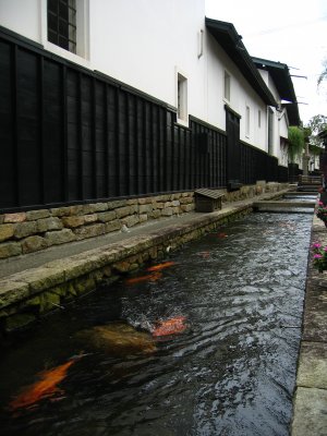 Koi in the canal