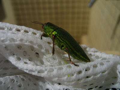 Japanese beetle in my swim trunks (!)