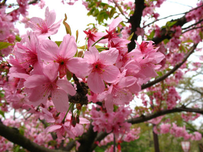 Yamazakura blossoms