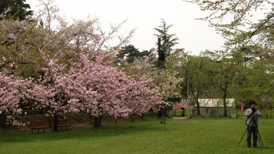 Blossoms in Hirosaki-kōen's Botanical Gardens