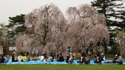 Group hanami under a pair of Shidarezakura