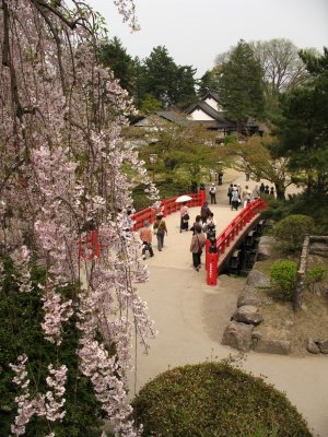 Weeping sakura and Kata-bashi