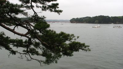 Branch with distant Fukuura-jima