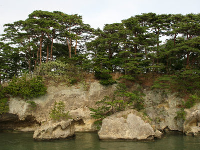 Pine trees on Fukuura-jima