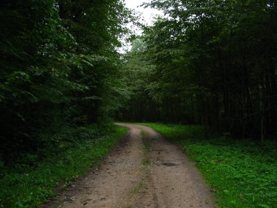 Rough path through the forest
