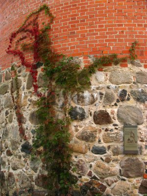 Ivy climbing up the outer tower of Turaidas Pils