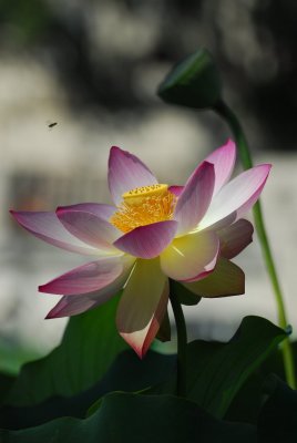Lotus garden/Echo Park. CA