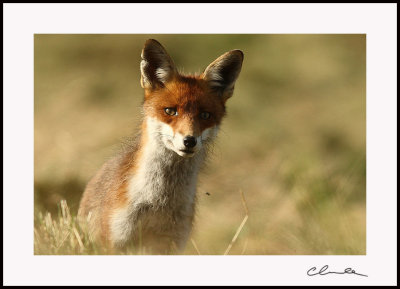 renard