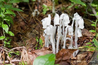 IMG_1858-indian_pipes.jpg