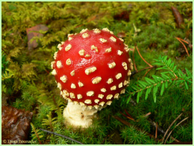 Dotted mushroom