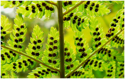 Green leaves