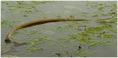 Looks like a snake