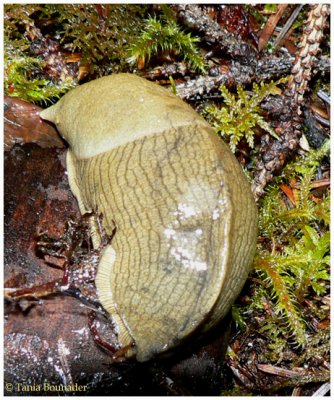 Banana slug