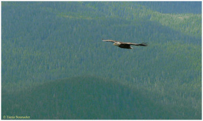 Eagle