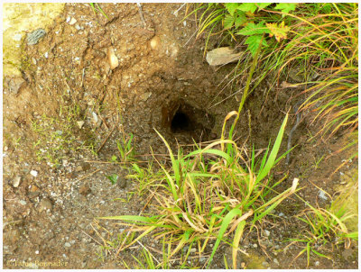 Something lives here