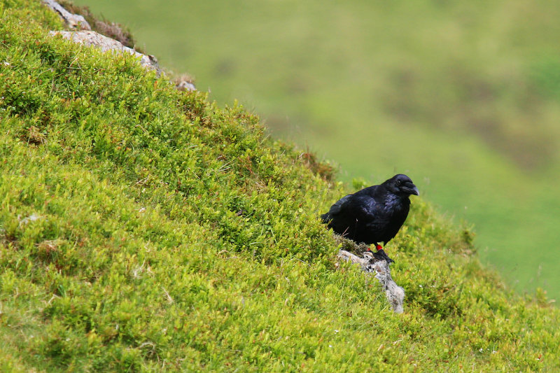 Raven