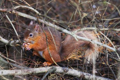 Red Squirrel