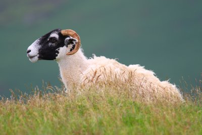 A Random Sheep