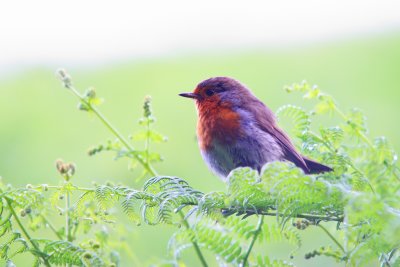 Robin