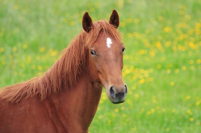 A Random Horse