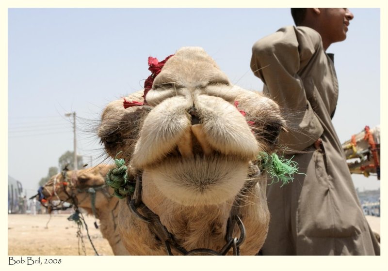 Confronting the Camel