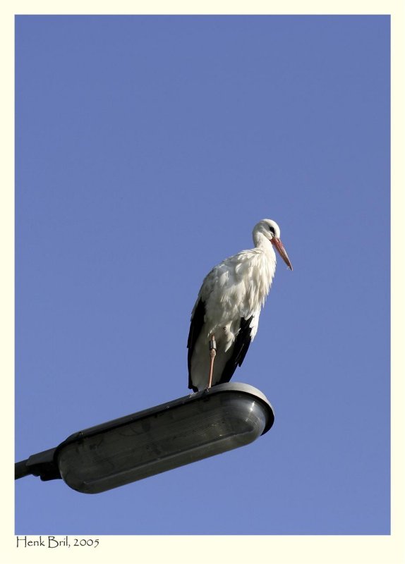 Stork on a lamp-post