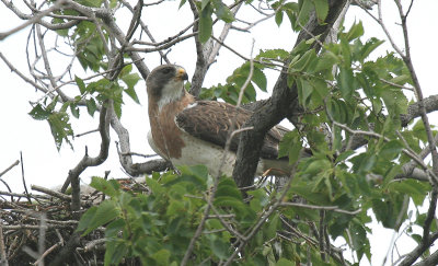 ...Swainson Hawk...