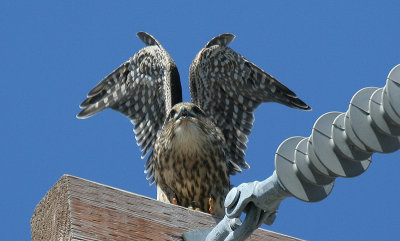 Merlin