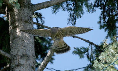 Merlin