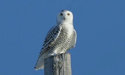 Snowy Owl...female