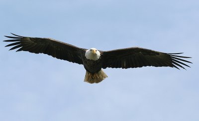 IMG_0105-1.jpg...urban eagles