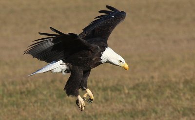 Manitoba Bald Eagle