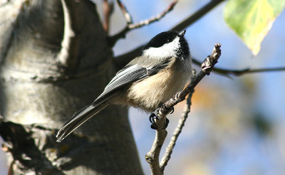 chickadee1.jpg