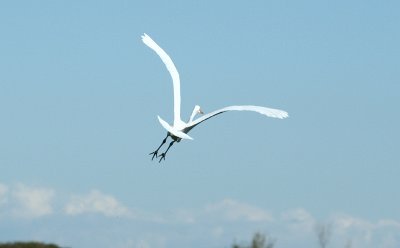 ...Great Egret...