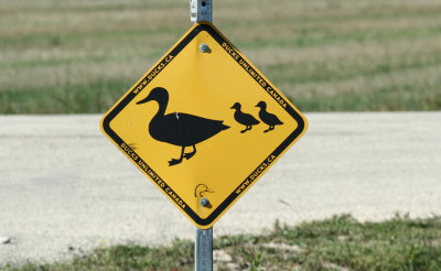 ...duck crossing...
