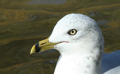 Gull head.jpg