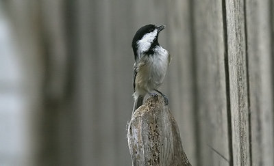 chickadee.jpg