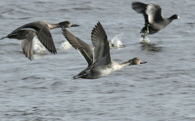...Pintails...