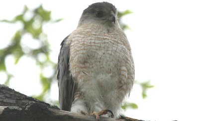 Coopers Hawk