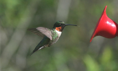 Ruby-Throated-male