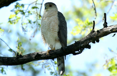 ...coopers hawk...