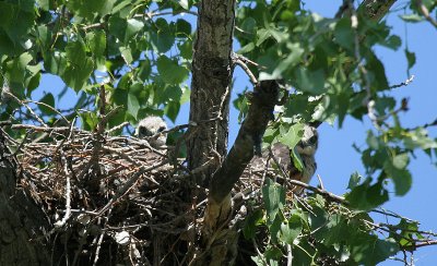 Redtail chicks