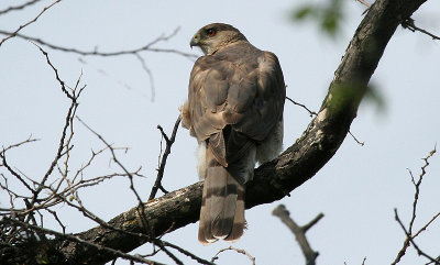 Coopers Hawk