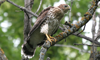 fledged coopers hawk