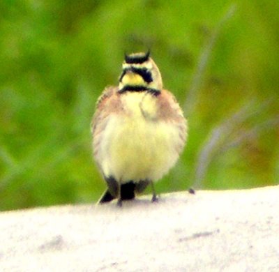 Horned Lark  320